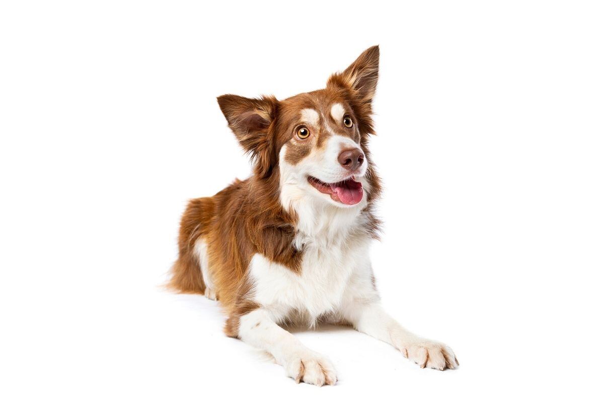 "Con los años entendí que no solo atendemos animales. También atendemos vínculos. Relaciones que sostienen, que duelen, que sanan", dijo Cavero. Foto: iStock.