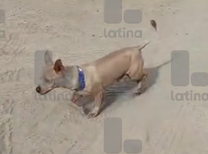 Perrito chihuahua sobrevivió a caída de helicóptero FAP en Arequipa y cuidó a su dueño hasta ser rescatado