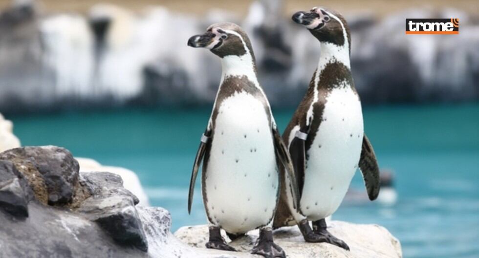 El Parque de las Leyendas presenta exhibición subacuática de pingüinos de Humboldt, en su Centro de Interpretación de Aves Marinas. (Trome)