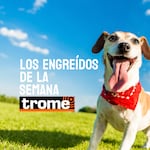 Ternura en cuatro patas: estos son los engreídos Trome de la semana