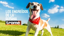 Ternura en cuatro patas: estos son los engreídos Trome de la semana