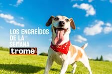 Ternura en cuatro patas: estos son los engreídos Trome de la semana