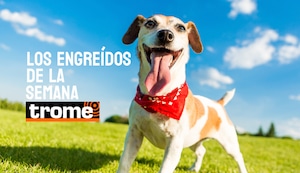 Ternura en cuatro patas: estos son los engreídos Trome de la semana