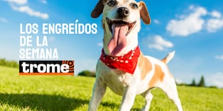 Engreídos Trome. Foto: composición/Istock
