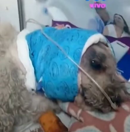 'Valentino' se encuentra grave por ataque de perro pitbull. (ATV Noticias)