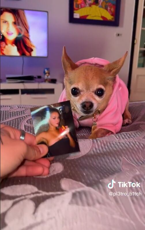 Perrito team Selena enternece en redes sociales. (Foto: pi3tro_b1tch)