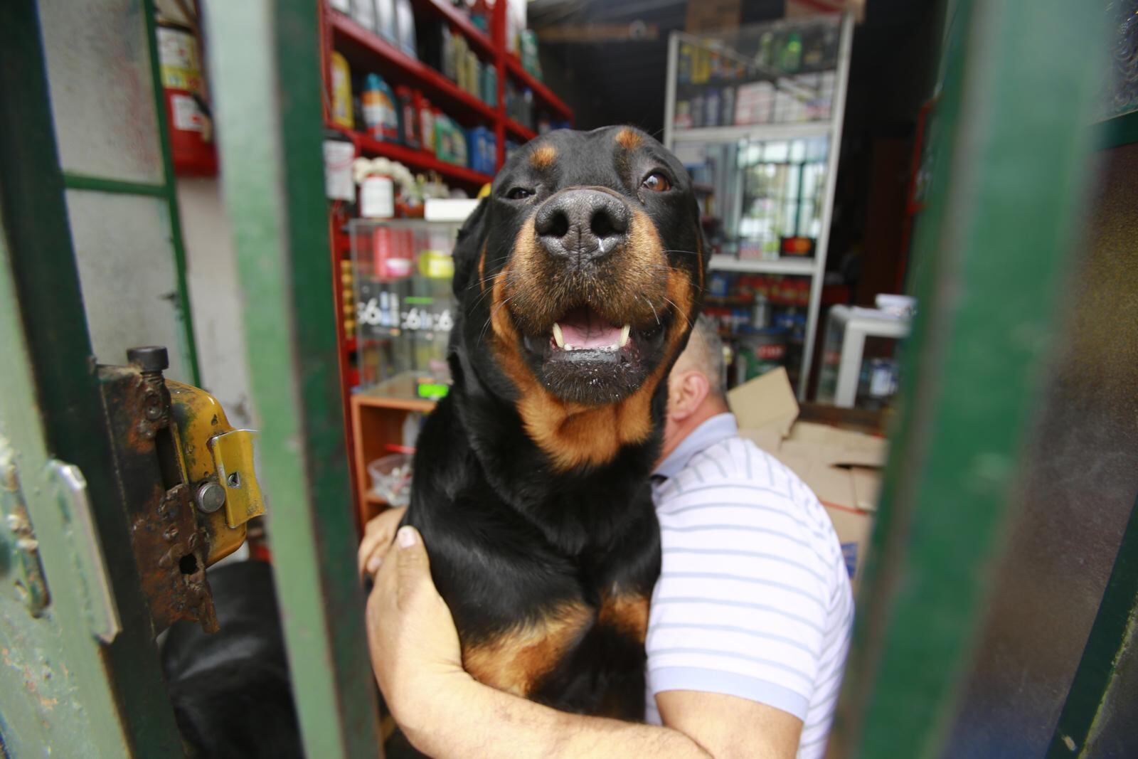 'Sasha' y 'Yaco', dos rottweiler que son el amor de Carlos Sánchez. | Foto: Jessica Vicente / Diario Trome