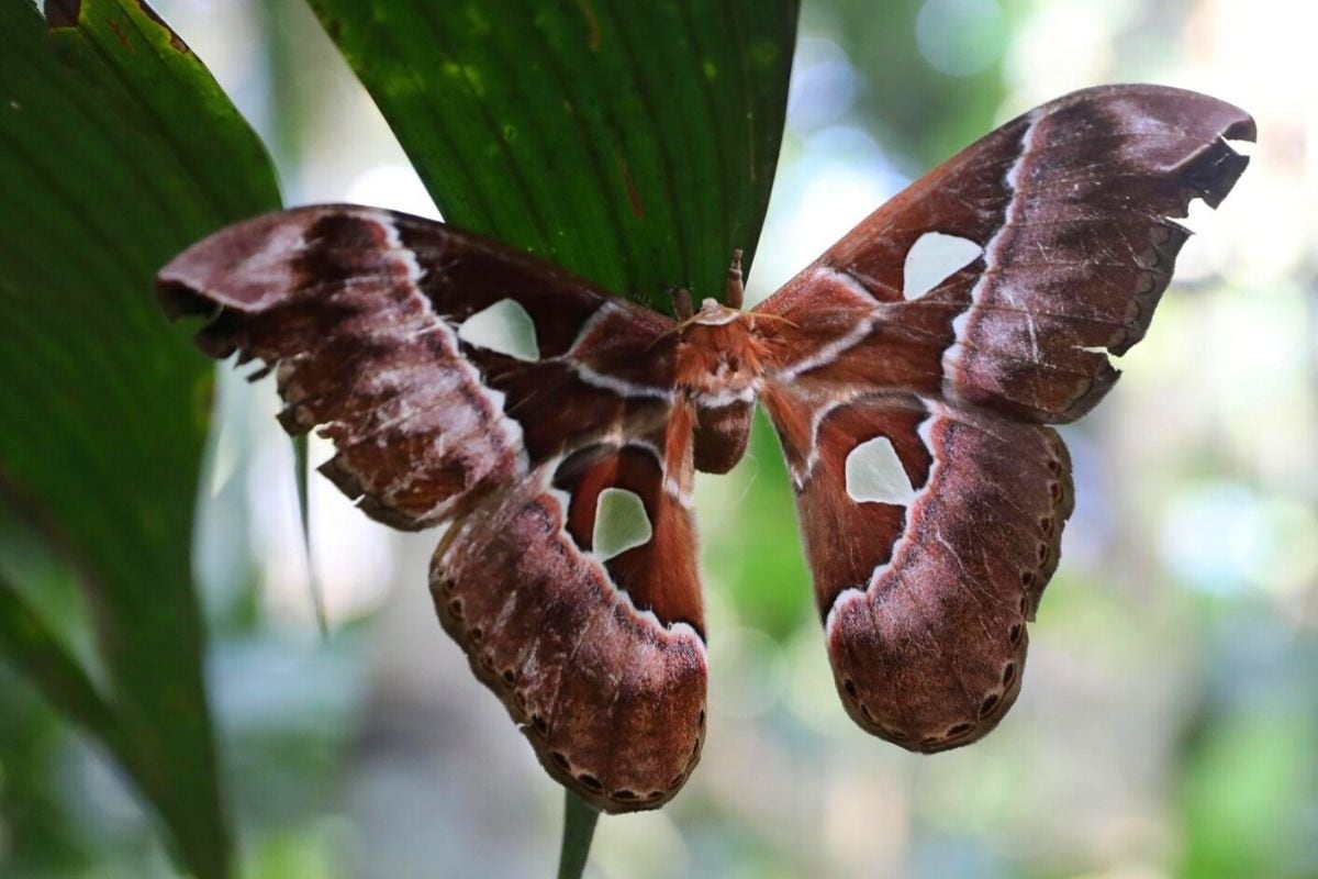 Las mariposas son animales nocturno en su gran mayoría (Foto: EFE)