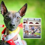 ¡Hasta bailaron! Así celebraron los 25 años del perro peruano sin pelo como patrimonio cultural