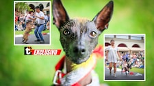 ¡Hasta bailaron! Así celebraron los 25 años del perro peruano sin pelo como patrimonio cultural