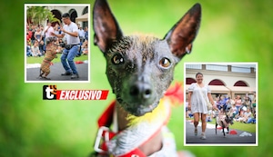 ¡Hasta bailaron! Así celebraron los 25 años del perro peruano sin pelo como patrimonio cultural