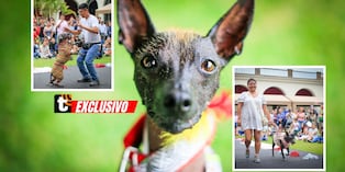 ¡Hasta se lucieron frente a las cámaras! Los engreídos de cuatro patas fueron las estrellas de este desfile. Foto: César Bueno.