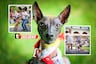 ¡Hasta bailaron! Así celebraron los 25 años del perro peruano sin pelo como patrimonio cultural
