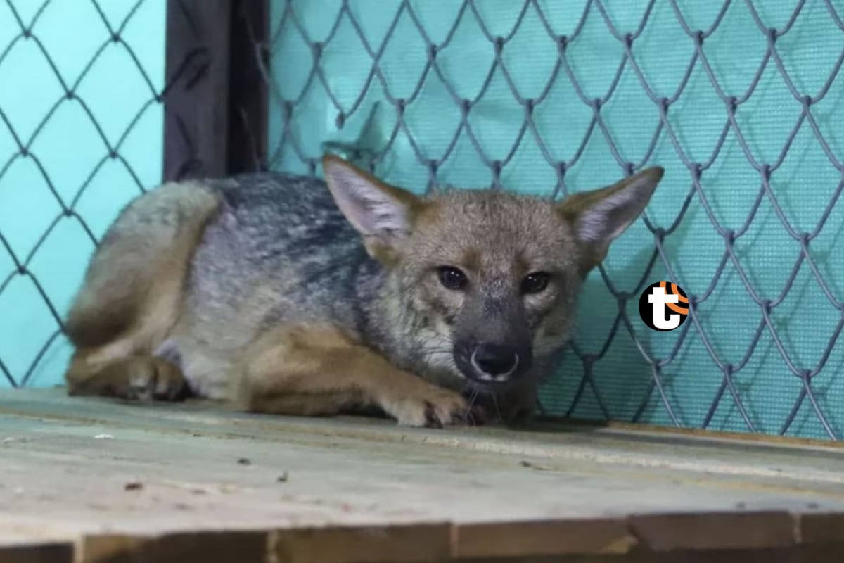 Zorro ‘Run Run’. (Foto: Parque de las Leyendas)