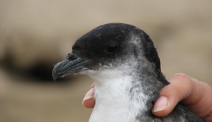 Plasticosis: La enfermedad que afecta a las aves por culpa del plástico, ¿qué sucede en Perú?