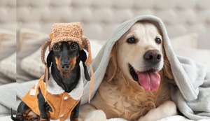 ¿Cómo abrigar a tu perrito en invierno? Anota estos consejos