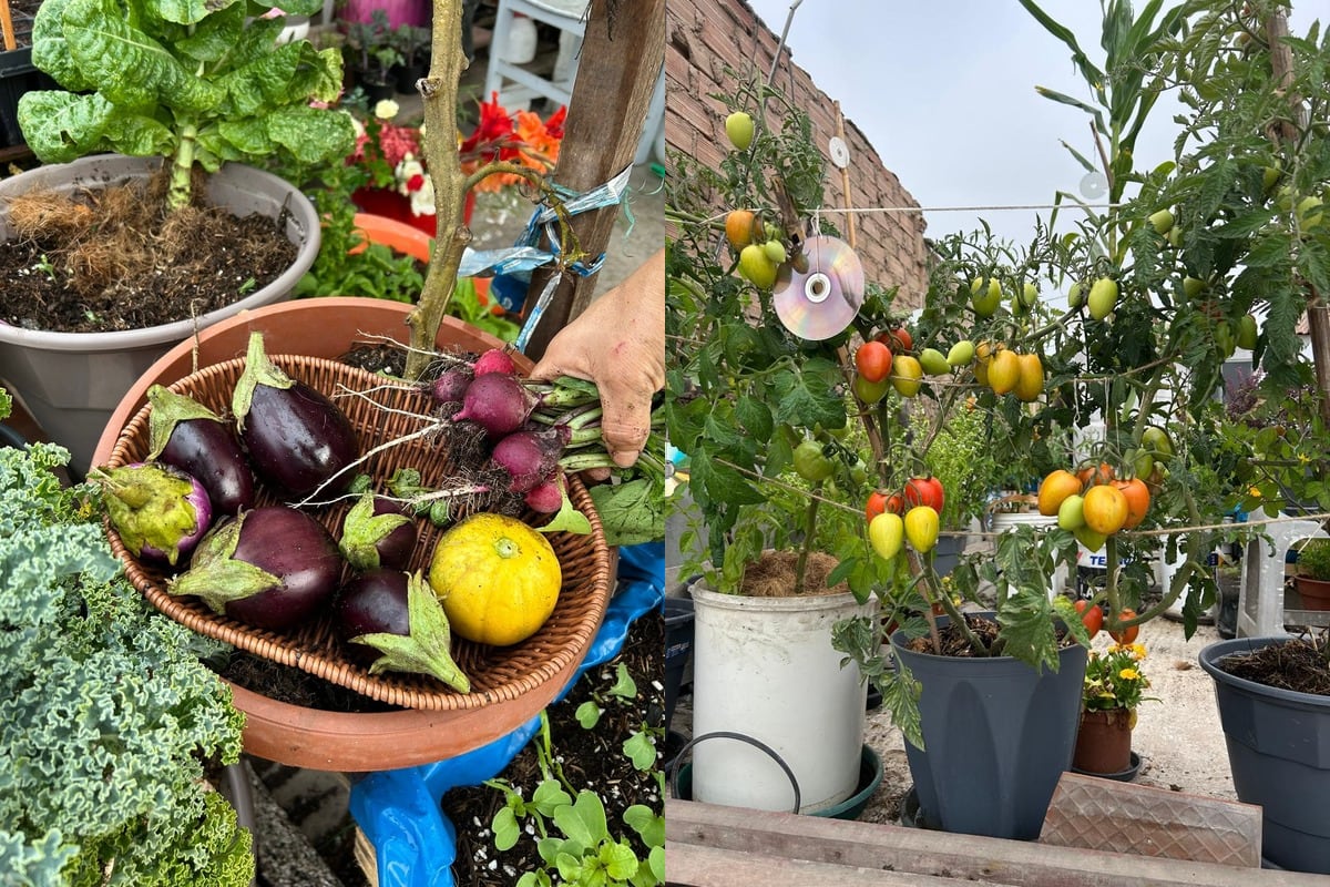 María encontró en el cultivo una forma de aprovechar cada espacio de su casa y disfrutar de alimentos cosechados por ella misma. Foto: Archivo María Ramírez.