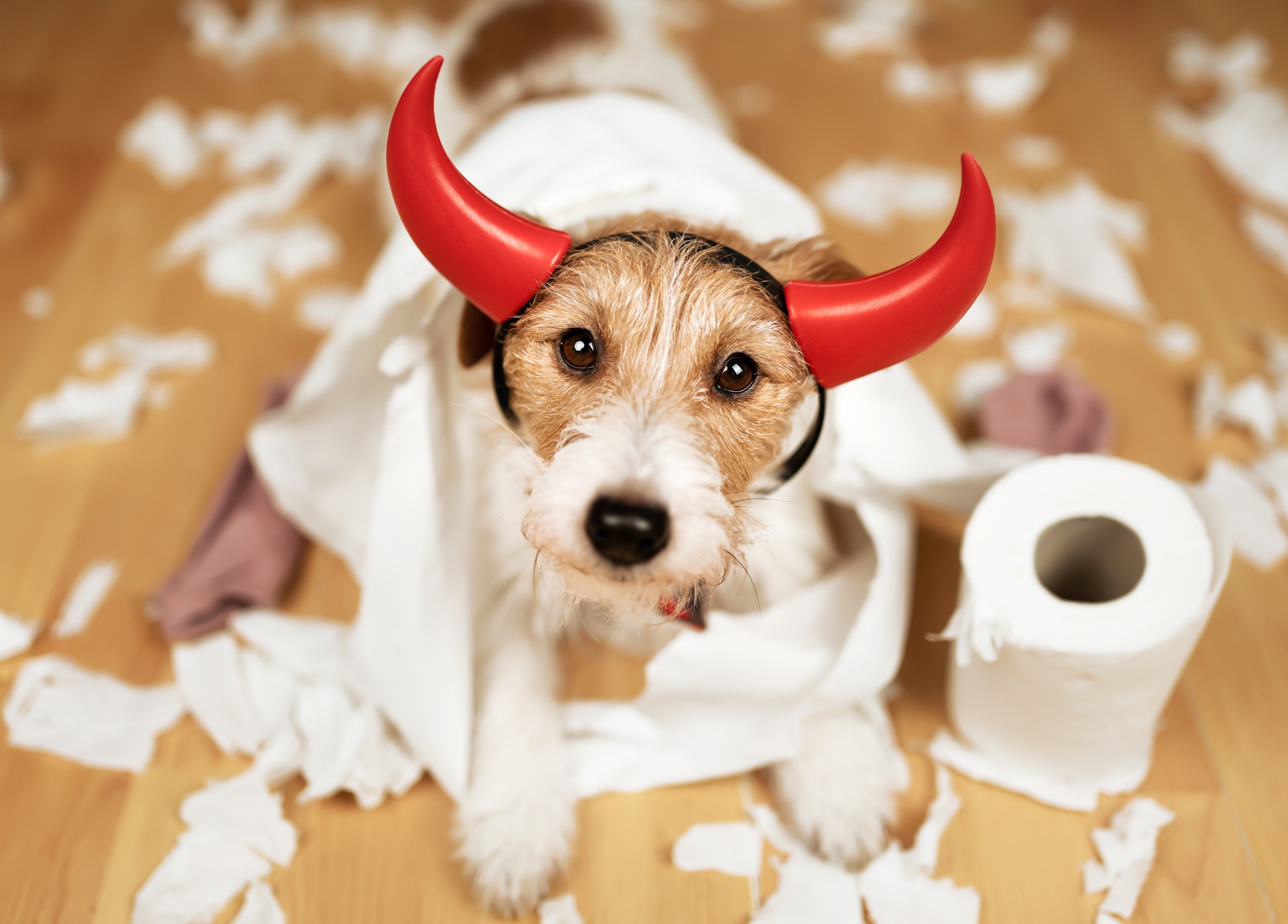 Saludar o despedirte de tu perro con demasiada emoción puede aumentar su ansiedad. Hazlo de forma tranquila para enseñarle que tus salidas y regresos son parte de la rutina. Foto: Istock