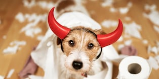 Saludar o despedirte de tu perro con demasiada emoción puede aumentar su ansiedad. Hazlo de forma tranquila para enseñarle que tus salidas y regresos son parte de la rutina. Foto: Istock