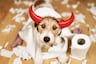 Conoce las conductas humanas que podrían estar causándole estrés a tu perro