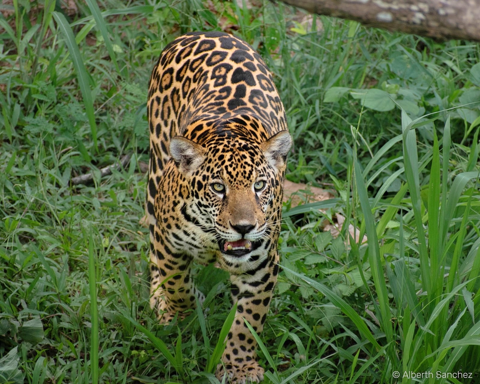 Este jaguar (Panthera onca) es el felino más grande de América. Foto: Alberth Sánchez.
