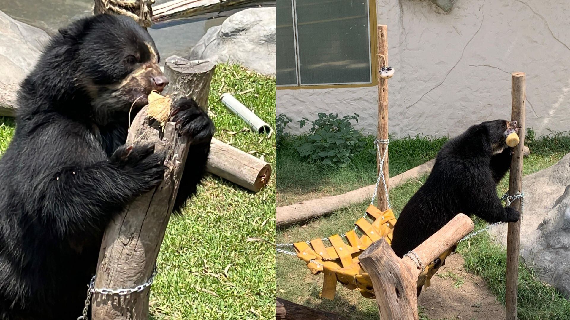 Oso de anteojos cumplió ocho años