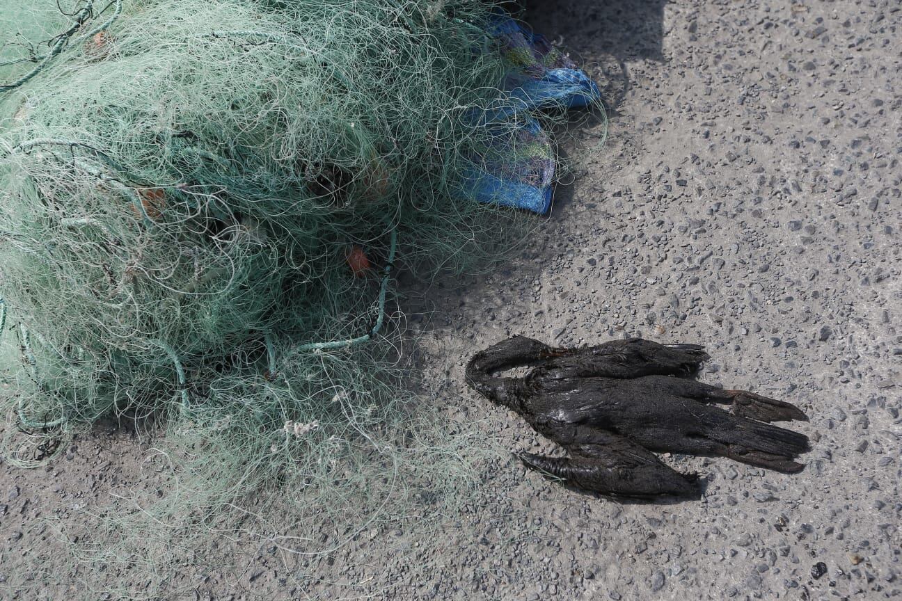 Pescadores mostraron a la prensa esta ave muerta a consecuencia del derrame del petróleo. (Foto: GEC)