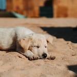 Perritos pueden sufrir más alergias y problemas respiratorios con el calor