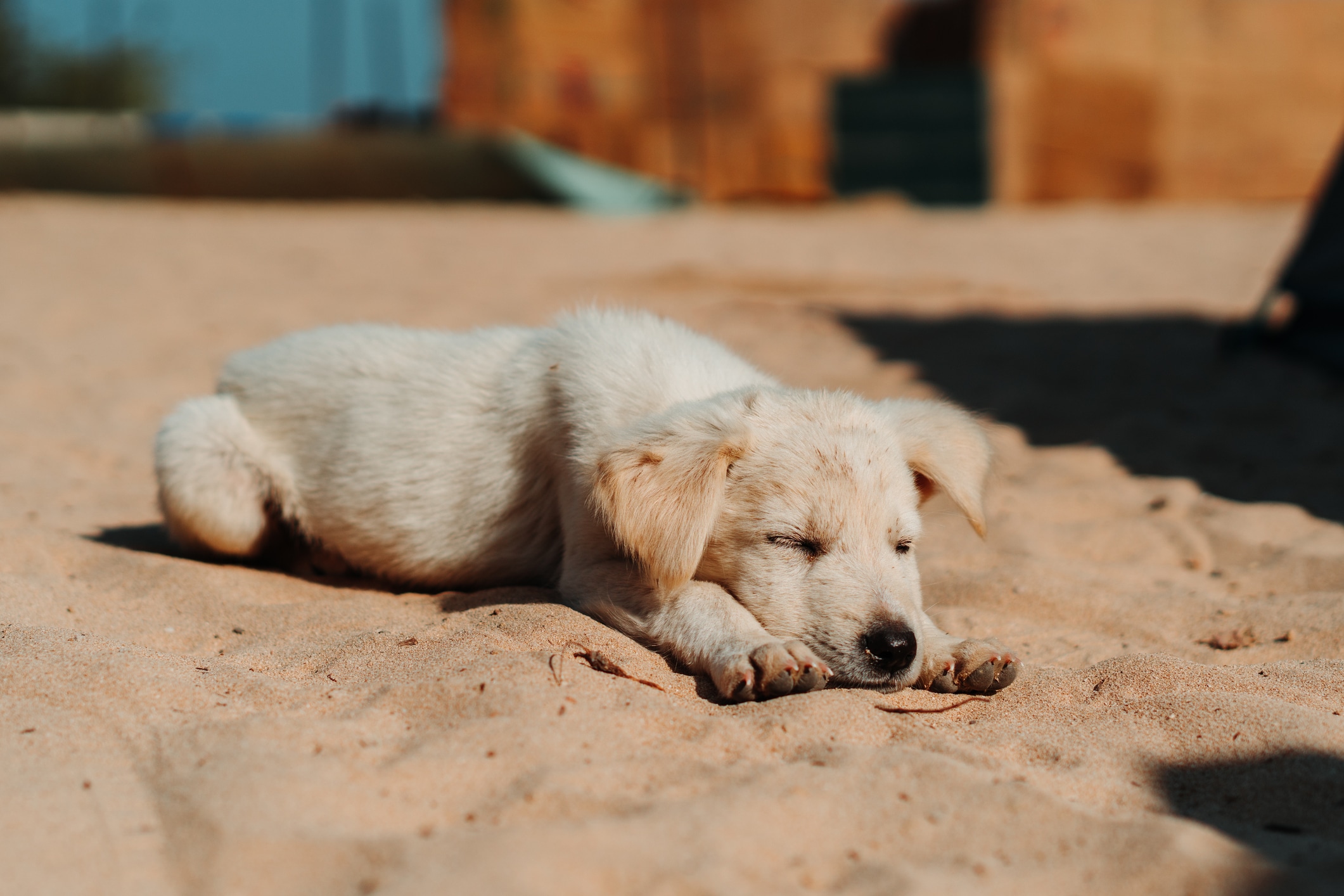 Si presenta picazón persistente, enrojecimiento, estornudos frecuentes o dificultad para respirar, llévalo al veterinario. Foto: Istock