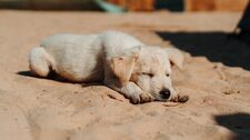 Perritos pueden sufrir más alergias y problemas respiratorios con el calor