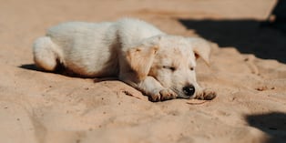 Si presenta picazón persistente, enrojecimiento, estornudos frecuentes o dificultad para respirar, llévalo al veterinario. Foto: Istock