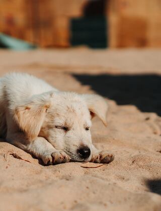 Perritos pueden sufrir más alergias y problemas respiratorios con el calor