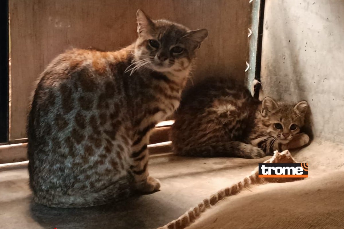 Nuevas crías de animalitos alegran aún más el recinto y el público ya puede visitarlos. (Trome)