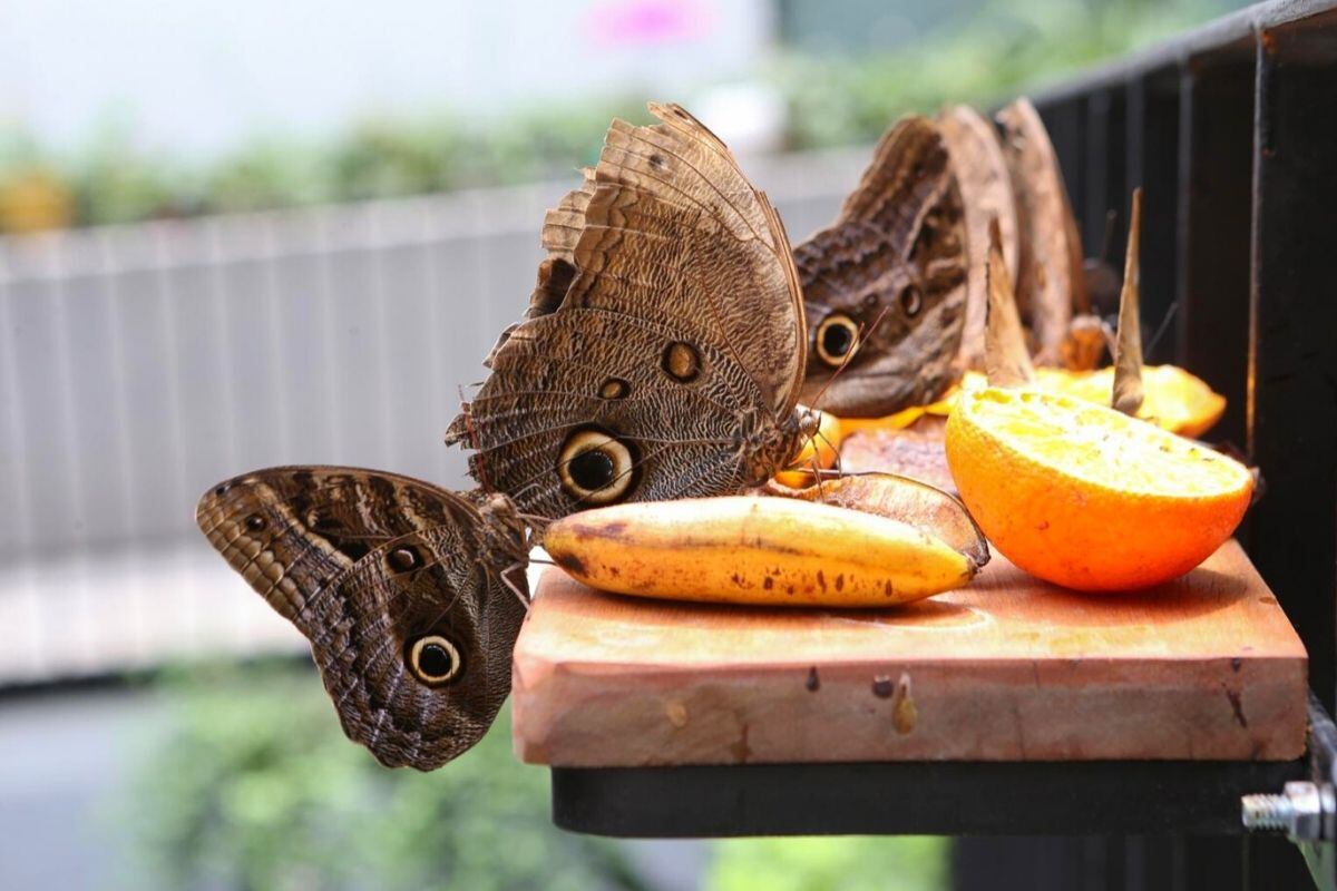 Las mariposas se alimentan de néctar y otros líquidos de árboles frutales (Foto: GEC)