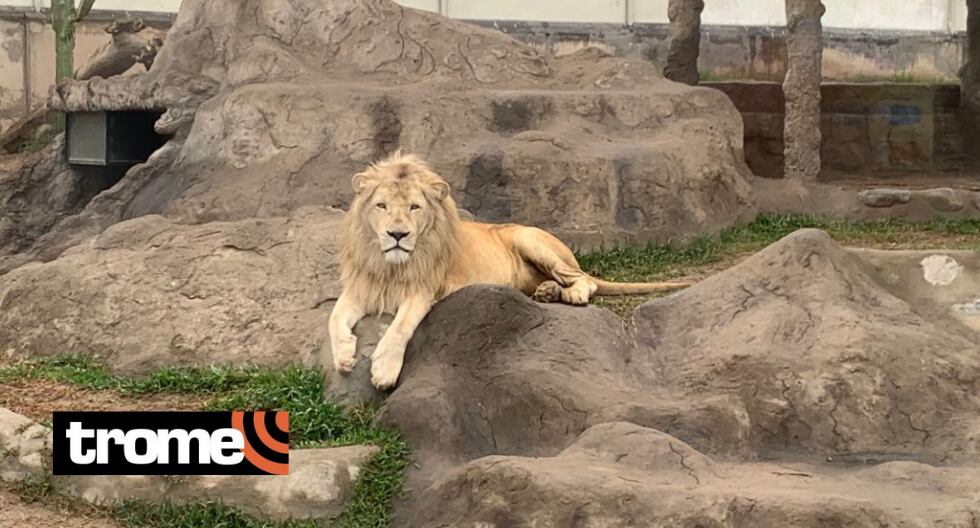 Leones celebrarán su día en el centro recreacional