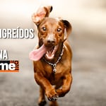 Patitas, travesuras y mucho amor: las mascotas más engreídas están en Trome