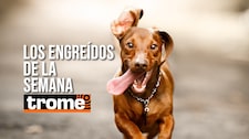 Patitas, travesuras y mucho amor: las mascotas más engreídas están en Trome