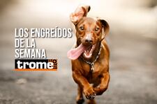 Patitas, travesuras y mucho amor: las mascotas más engreídas están en Trome