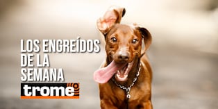 Tu mascota también puede participar en esta galería, solo lee la nota y sigue los pasos. Foto: Istock.