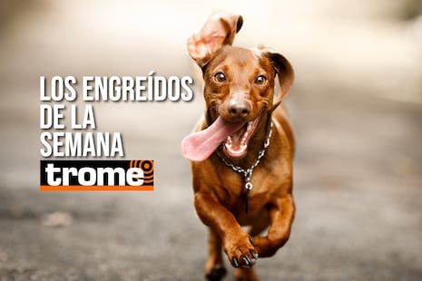 Patitas, travesuras y mucho amor: las mascotas más engreídas están en Trome