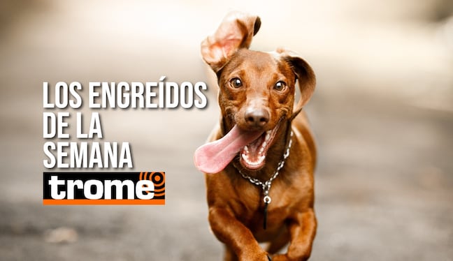 Tu mascota también puede participar en esta galería, solo lee la nota y sigue los pasos. Foto: Istock.