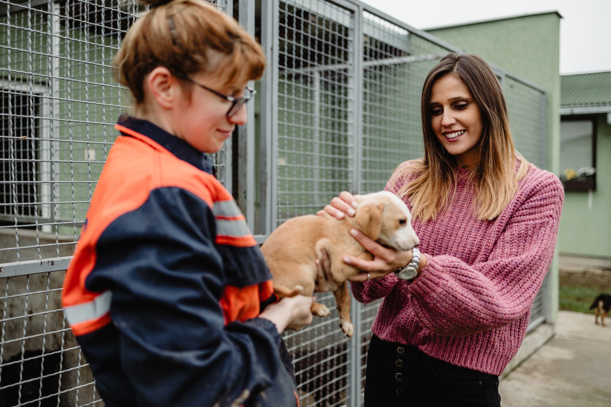 Se estima que en Perú hay más de 6 millones de perros y gatos en estado de abandono. Foto: Istock