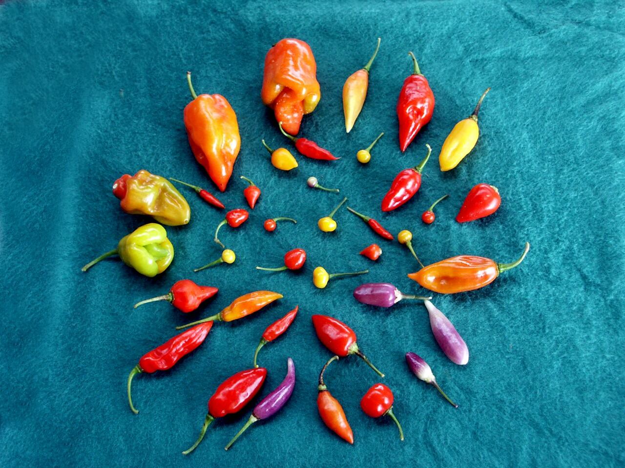 Su vitamina C y antioxidantes le confieren y respaldan su uso en la medicina.