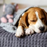 ¿Es normal que tu perro ronque? Conoce cuándo ese sonido debe preocuparte