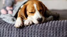 ¿Es normal que tu perro ronque? Conoce cuándo ese sonido debe preocuparte