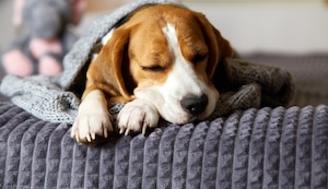 ¿Es normal que tu perro ronque? Conoce cuándo ese sonido debe preocuparte