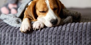 Las razas braquicéfalas, como pug, bulldog y shih tzu, son más propensas a roncar debido a que tienen el hocico corto y las vías respiratorias más estrechas. Foto: Istock