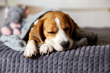 ¿Es normal que tu perro ronque? Conoce cuándo ese sonido debe preocuparte