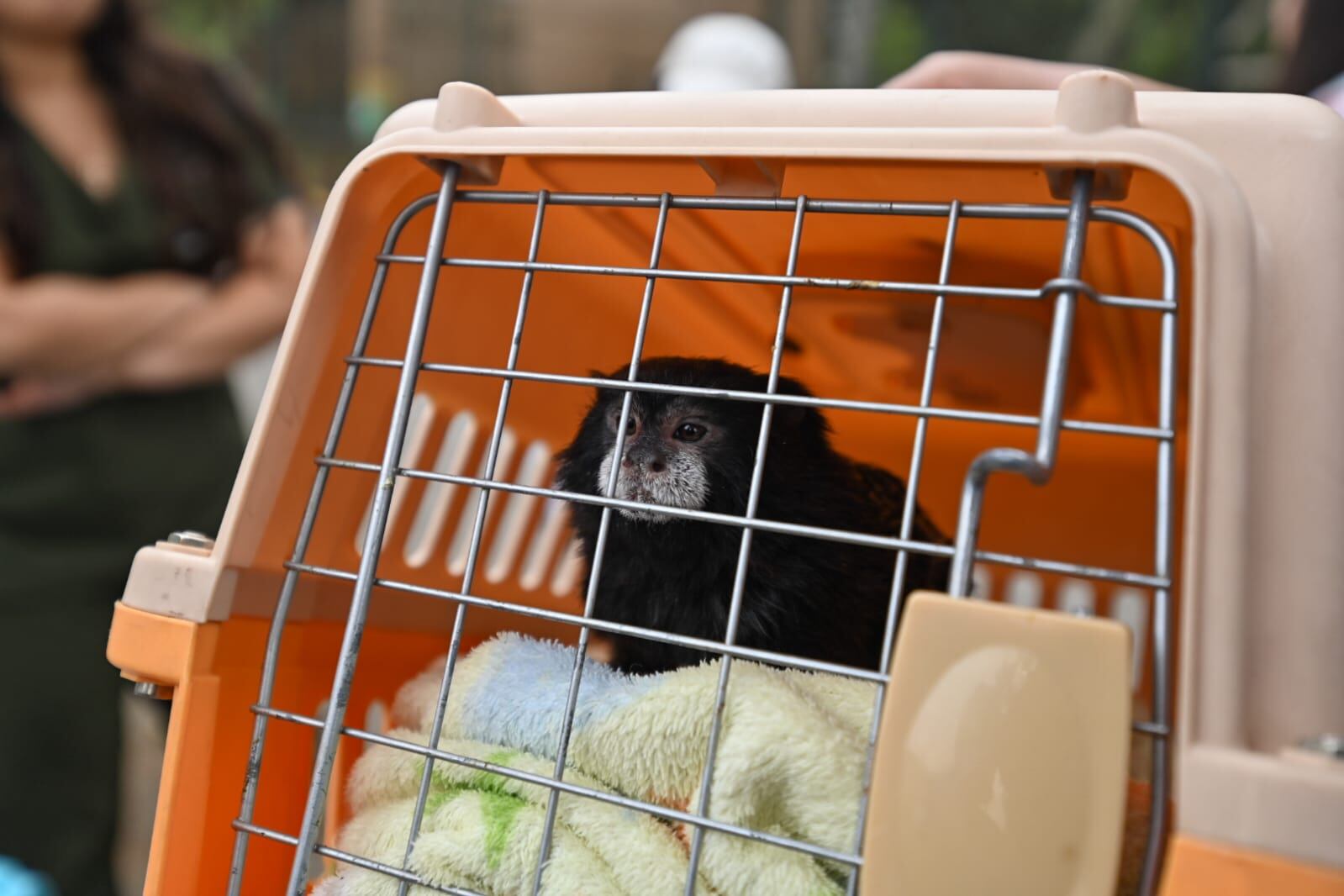 Tendrán un refugio temporal para luego ser liberados. Foto. Serpar.