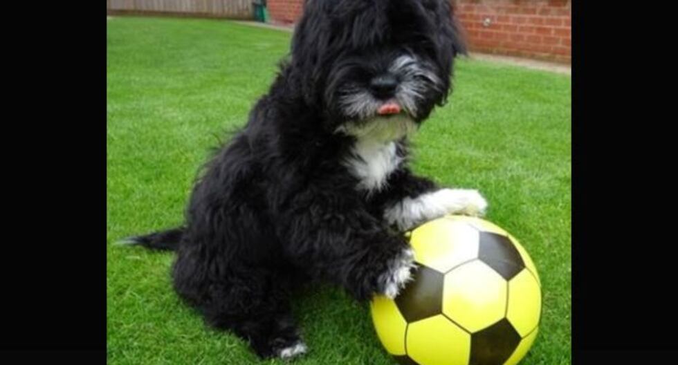 Ronaldog: el perro que deja como una zapatilla a Cristiano Ronaldo ...